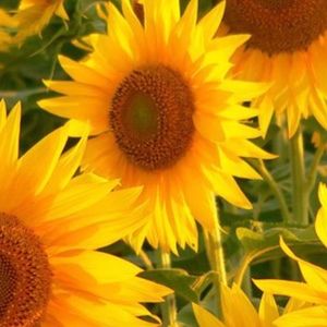 Meet your Posher, Viesta